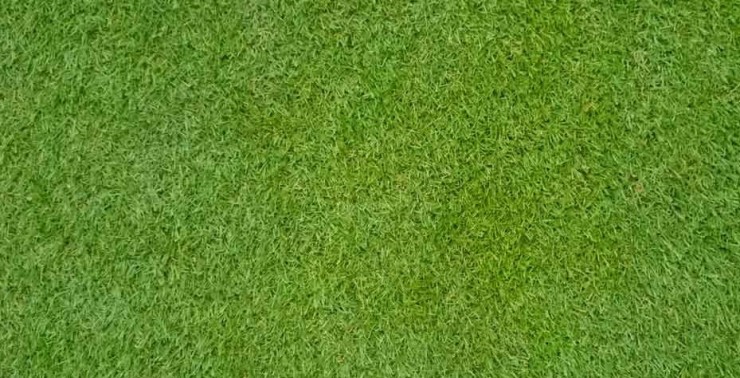 버뮤다그래스(BERMUDA GRASS) 이미지