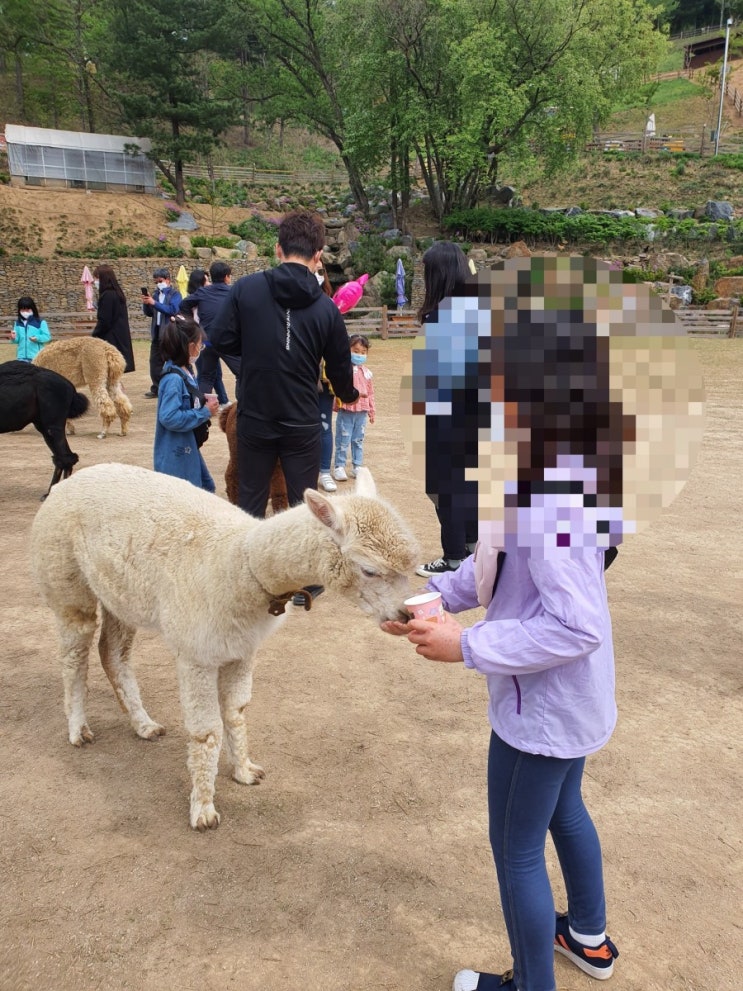  홍천 알파카월드 ~ 아이와 당일치기 나들이로 대만족