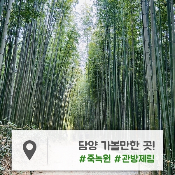  담양 가볼 만한 곳 | 대나무 숲에서의 죽림욕! "죽녹원" | 거대한 나무 사이 힐링 산책로 "관방제림"