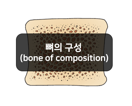  뼈의 구성을 알아보자 - 치밀뼈, 갯솜뼈