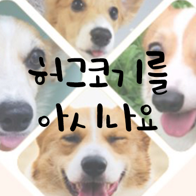 허그코기를 아시나요 허그코기를 아시나요