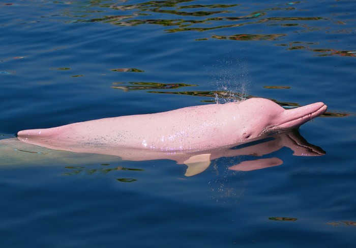 [생물도감] 아마존강돌고래 - 민물에 핑크 돌고래가 있어