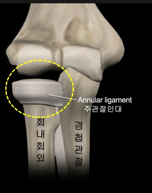 주관절(상완골,요골,척골)에 대해 알아봐요 : 네이버 블로그