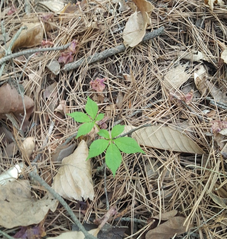  강화도 산행 2구산삼 발견