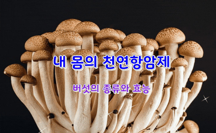 내 몸의 천연항암제 버섯의 종류와 효능 내 몸의 천연항암제 버섯의 종류와 효능