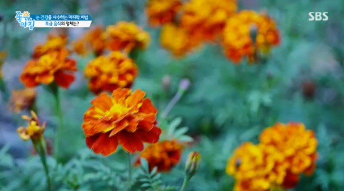 메리골드 (마리골드, 금잔화) 효능 루테인과 지아잔틴 풍부한 꽃차 가격은? 7