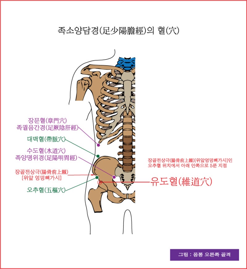 족소양담경(足少陽膽經)의 거료혈(居髎穴), 유도혈(維道穴), 오추혈(五樞穴) - 동의보감(東醫寶鑑) : 네이버 블로그