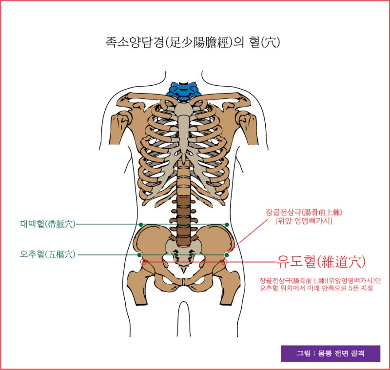 족소양담경(足少陽膽經)의 거료혈(居髎穴), 유도혈(維道穴), 오추혈(五樞穴) - 동의보감(東醫寶鑑) : 네이버 블로그