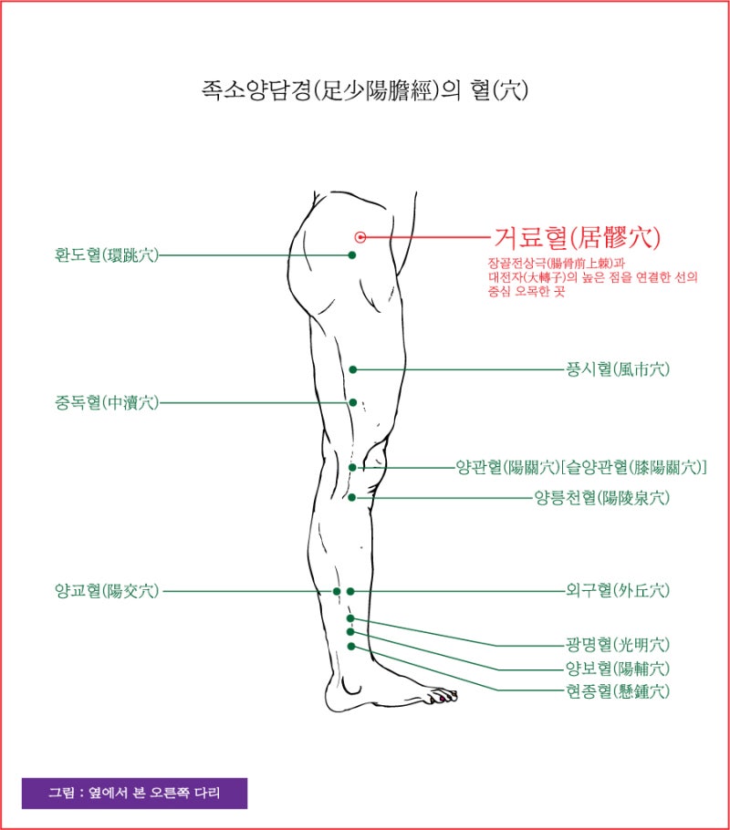 족소양담경(足少陽膽經)의 거료혈(居髎穴), 유도혈(維道穴), 오추혈(五樞穴) - 동의보감(東醫寶鑑) : 네이버 블로그