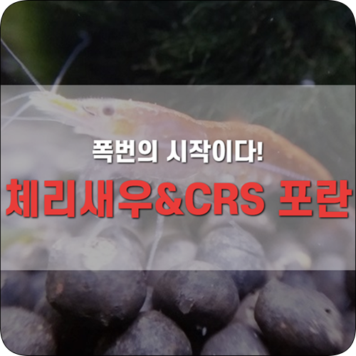 체리새우와 CRS 드디어 폭번 시작!