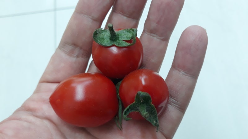 위에 좋은 음식 위염에 좋은 음식 토마토가 답이다 네이버 블로그