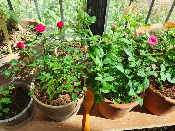 집안의 식물들