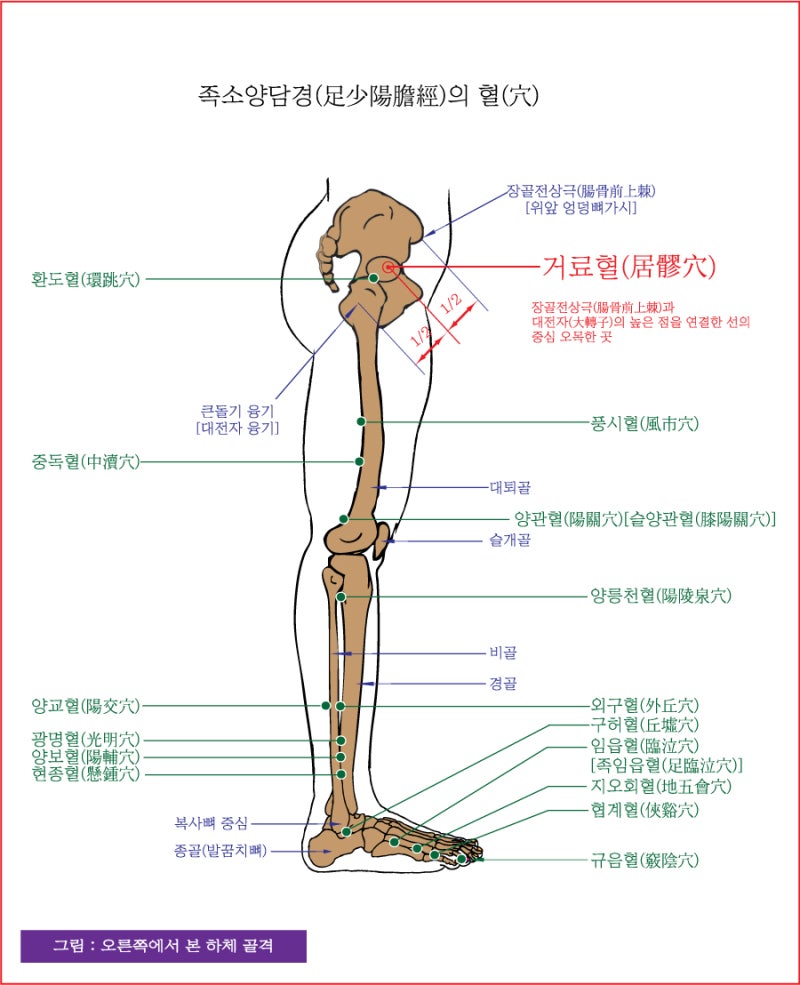 족소양담경(足少陽膽經)의 거료혈(居髎穴), 유도혈(維道穴), 오추혈(五樞穴) - 동의보감(東醫寶鑑) : 네이버 블로그