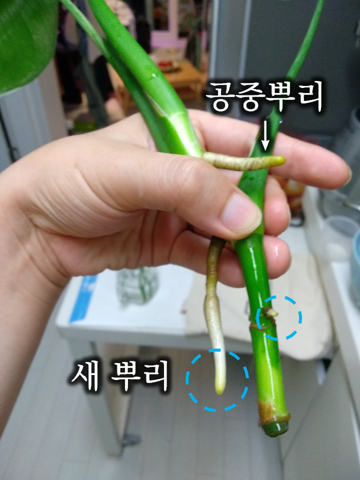  죽어가는 식물 수경재배로 부활치료(알로카시아, 몬스테라, 홍콩야자, 파키라 feat. 무름병)