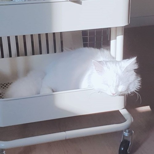 광합성 중입니다