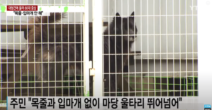 배우 반려견이 80대를 물어 중상을 입힌 사건발생. 배우는 김민교 씨로.. 배우 반려견이 80대를 물어 중상을 입힌 사건발생. 배우는 김민교 씨로..