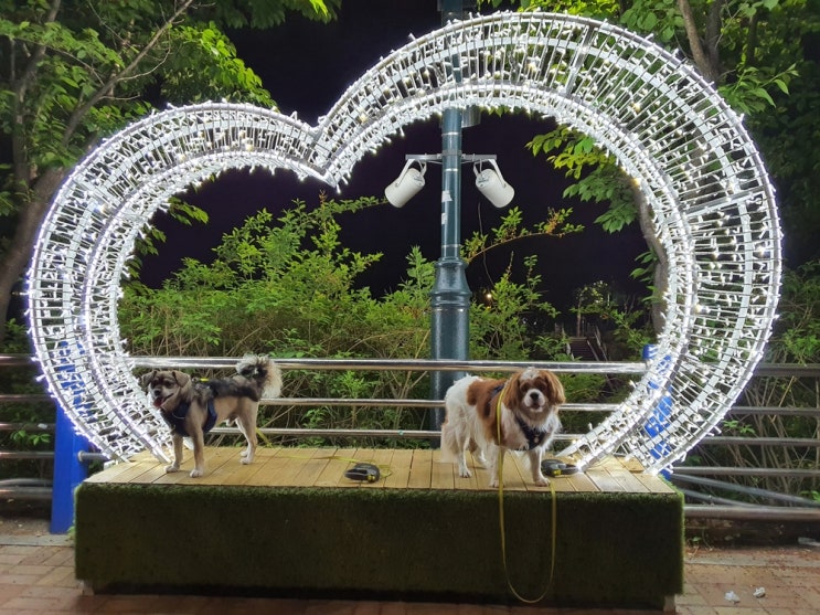 강아지 당현천 새벽 산책 오이돌이랑 꽃구경