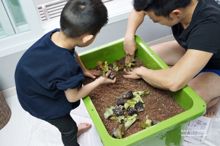  아이와 텃밭 가꾸기 실패없는 상추키우기 쑥쑥 자란다