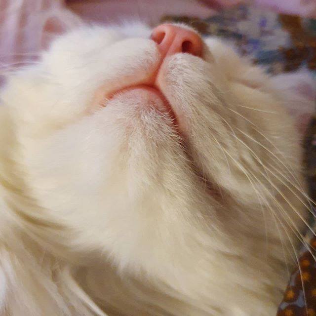  나도 고양이 확대범이 되어보았다.