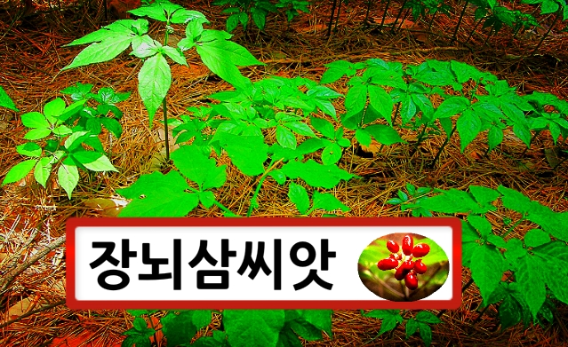  장뇌삼씨앗 재배하는 방법 알려드립니다.