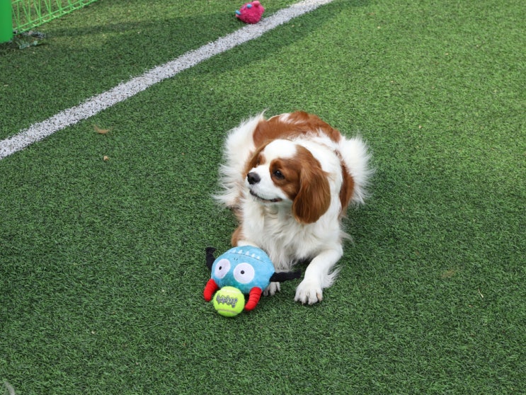  강아지 움직이는 장난감 펫토이 PET TOY 대형견도 가능
