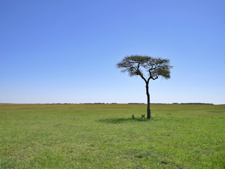  [2018 Kenya] Masai Mara Safari Tour #2 / 마사이 마라 사파리 투어 #2