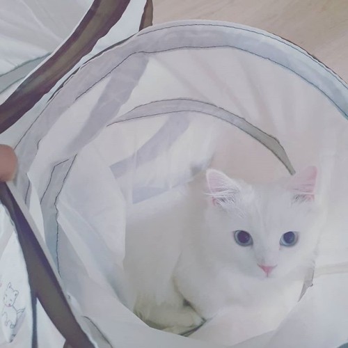  챠챠 까꿍️