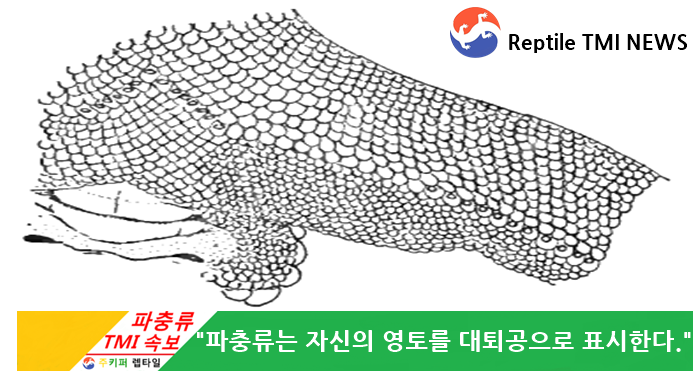 Reptile TMI NEWS (48회) - 파충류 서혜인공에대해