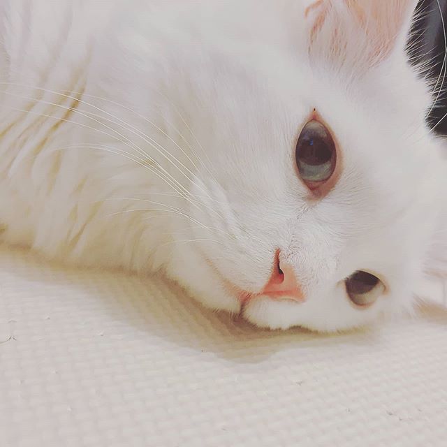  퇴근하고 온 나보다 더 퍼져있는 챠챠,,, 어째서?