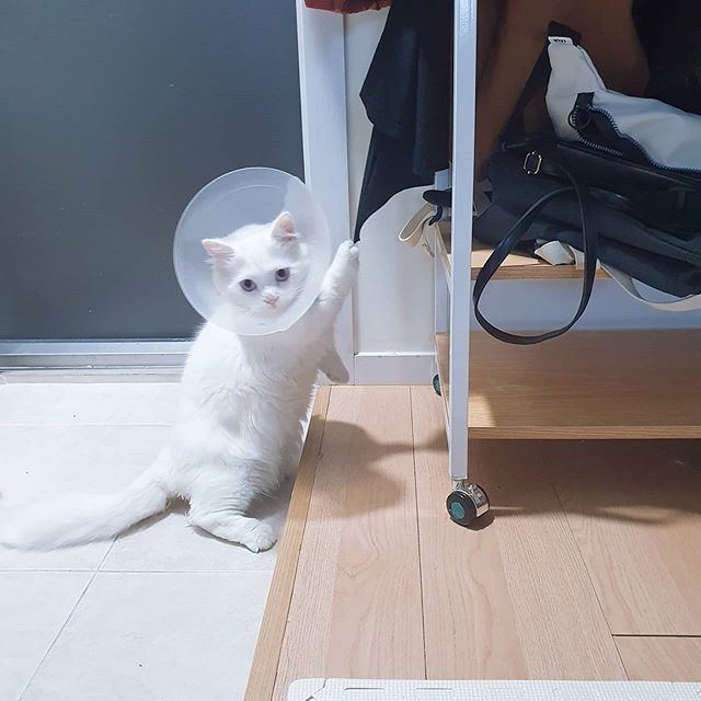  조용하다 했더니 옷이랑 씨름 중이었다.