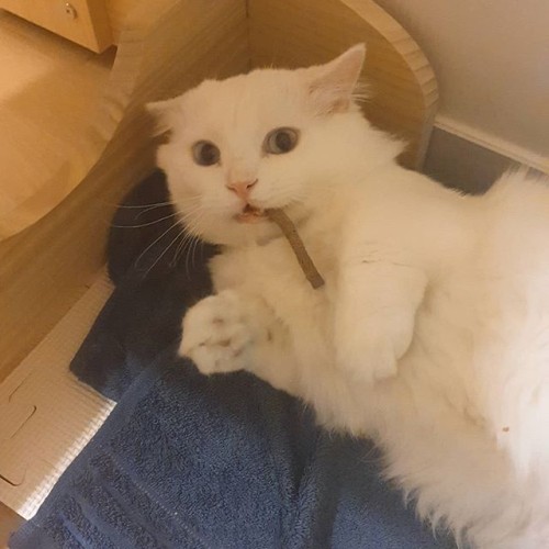  간식먹다 걸린 챠부장님