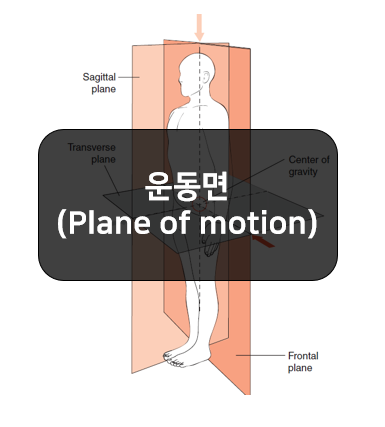 운동면(plane of motion) 쉽게 공부하기-시상면, 이마면, 수평면
