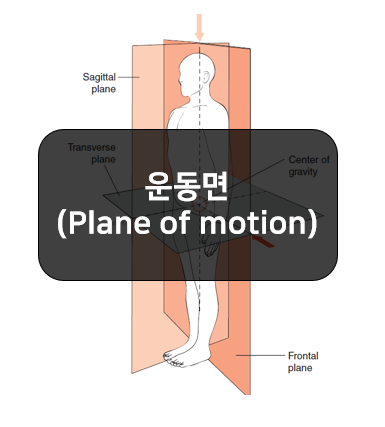  운동면(plane of motion) 쉽게 공부하기-시상면, 이마면, 수평면