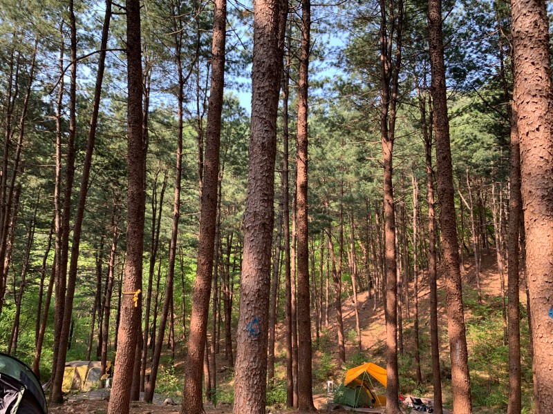 호명산 잣나무 숲 캠핑 장