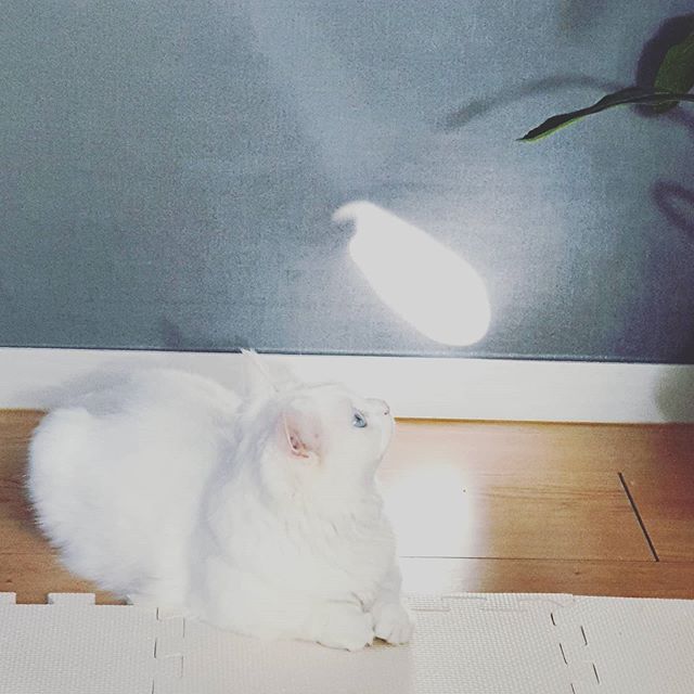  거울에 반사된 햇빛이 신기방기