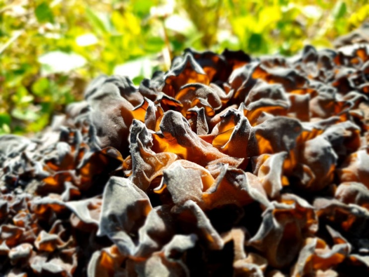 40년 된 호두나무가 생명을 다하고 또 주는 자연의 선물! 목이버섯.