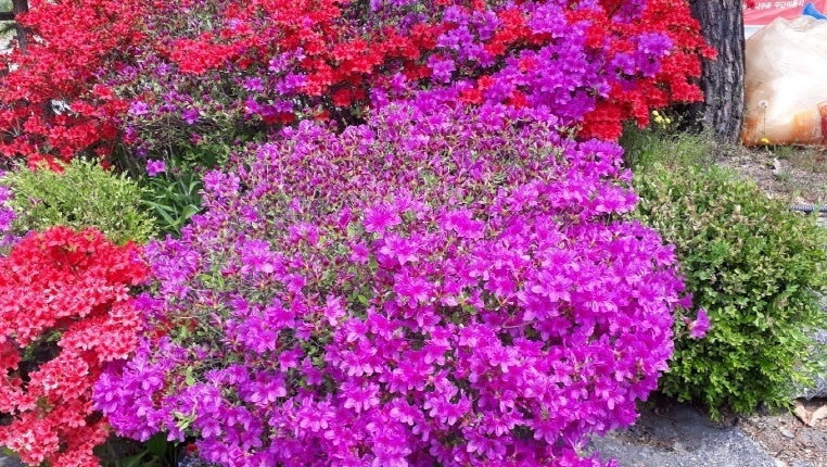 플래티펜션 사진 4