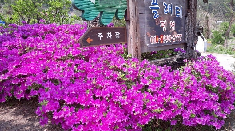 플래티펜션 사진 2