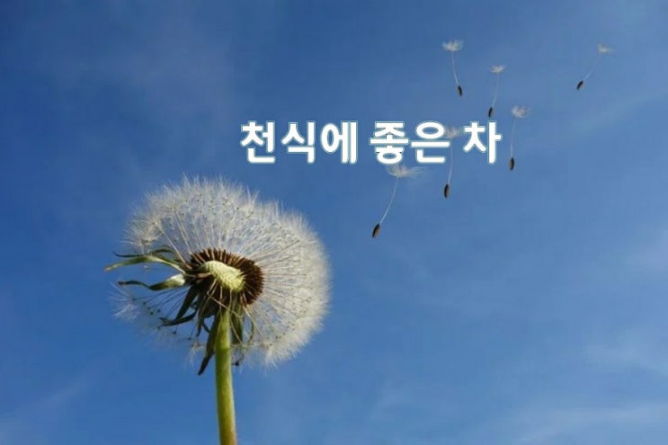 천식에 좋은 차 천식에 좋은 차