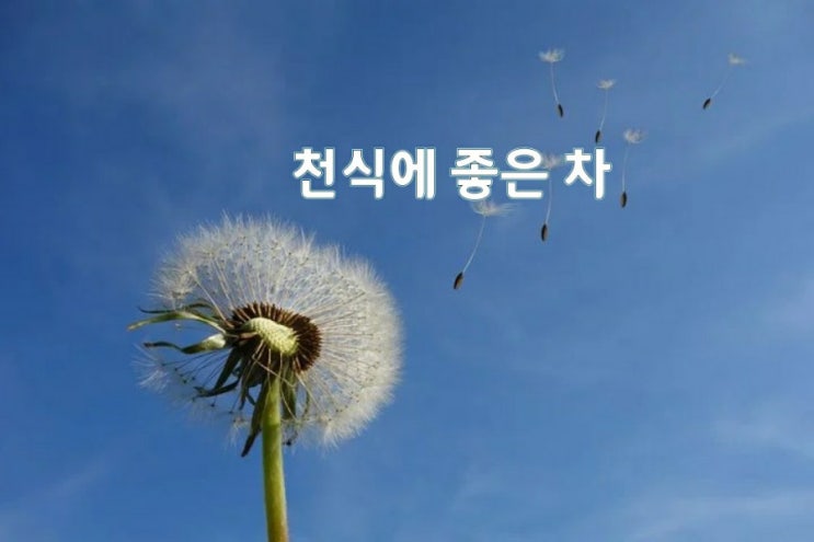 천식에 좋은 차