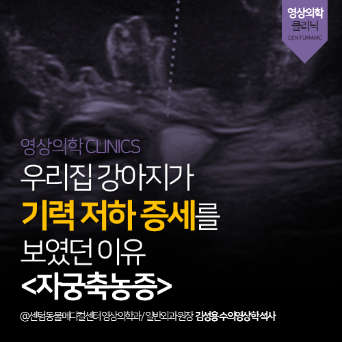  [영상의학과] 우리집 강아지가 기력 저하 증세를 보였던 이유 <자궁축농증> (부산 수영구 망미동 수영동 방사선 초음파 분석 동물병원)