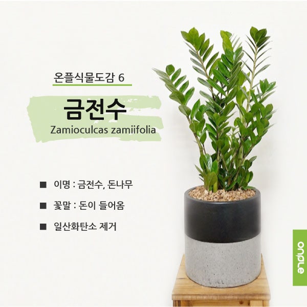 식물도감 #5, 금전수(돈나무) 햇빛, 키우기, 물주기 및 꽃말 : 네이버 블로그 식물도감 #5, 금전수(돈나무) 햇빛, 키우기, 물주기 및 꽃말 : 네이버 블로그