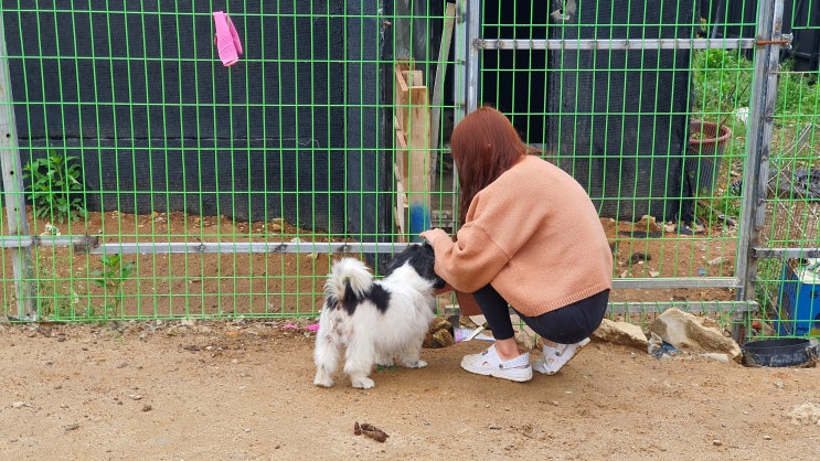  경기도 유기견 봉사활동(화성 유사주 네번째 이야기)