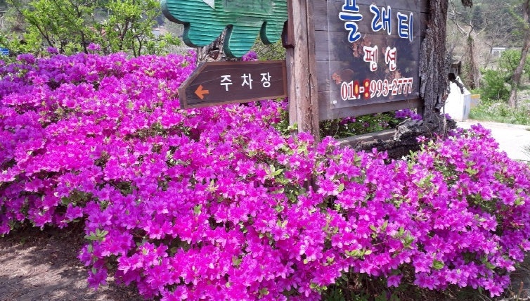 플래티펜션 사진 1