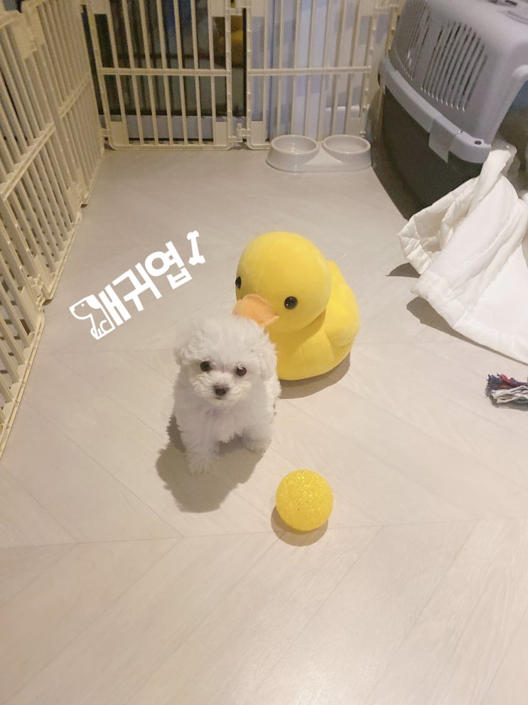  강아지 자동급식기 펫스테이션