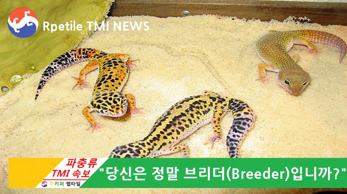 Reptile TMI NEWS (50회) - 당신은 정말 브리더(Breeder)입니까? (feat. 파충류, 레오파드게코, 크레스티드게코)