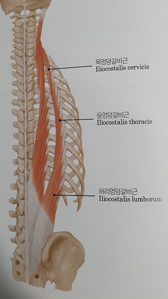  03 척추기립근 엉덩갈비근(장륵근)