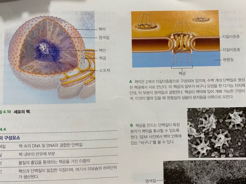 세포의 핵