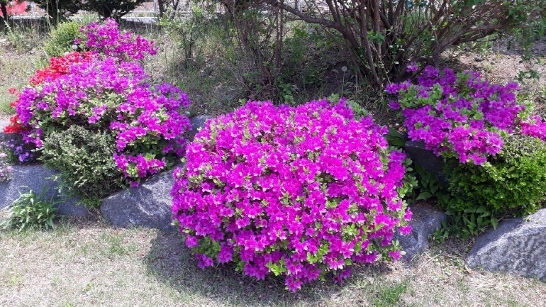 플래티펜션 사진 5