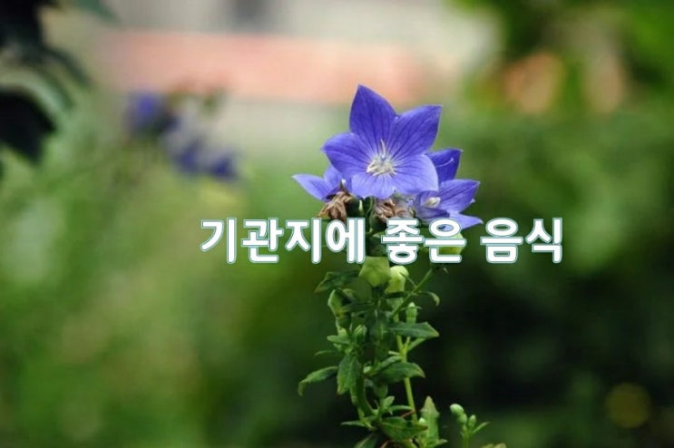 기관지에 좋은 음식 기관지에 좋은 음식